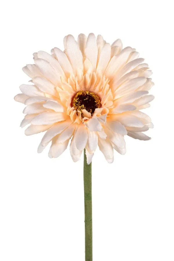 Gerbera - Afbeelding 3