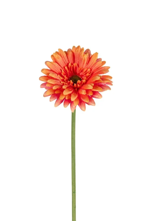 Gerbera - Afbeelding 2