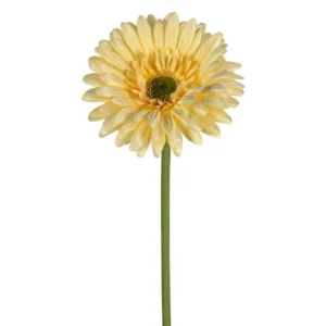 Gerbera