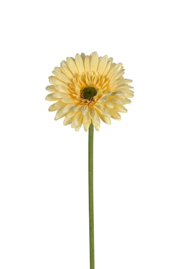 Gerbera