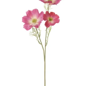 Cosmos