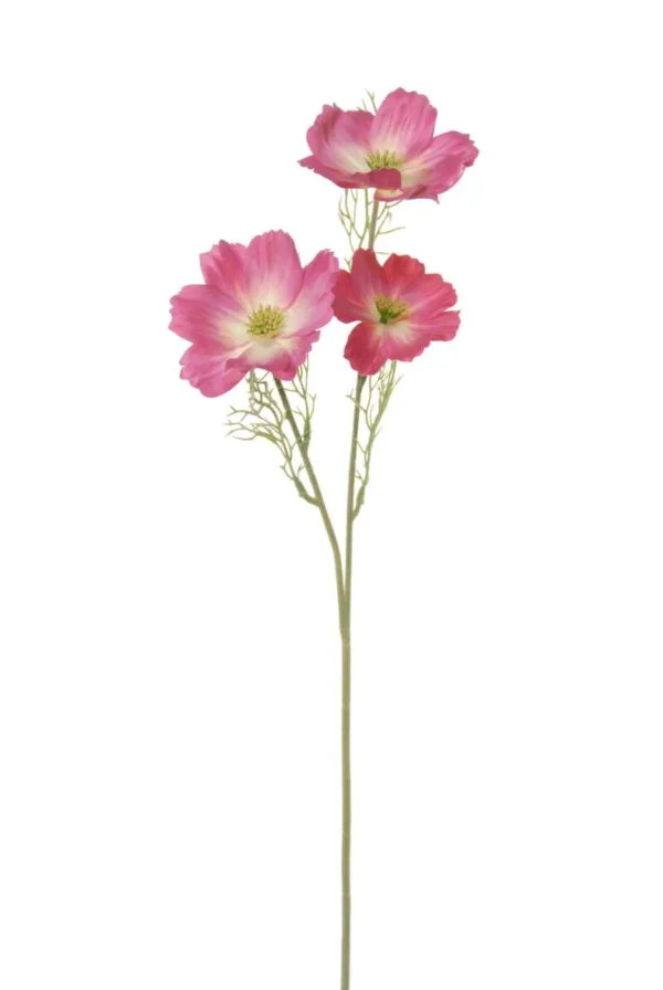 Cosmos