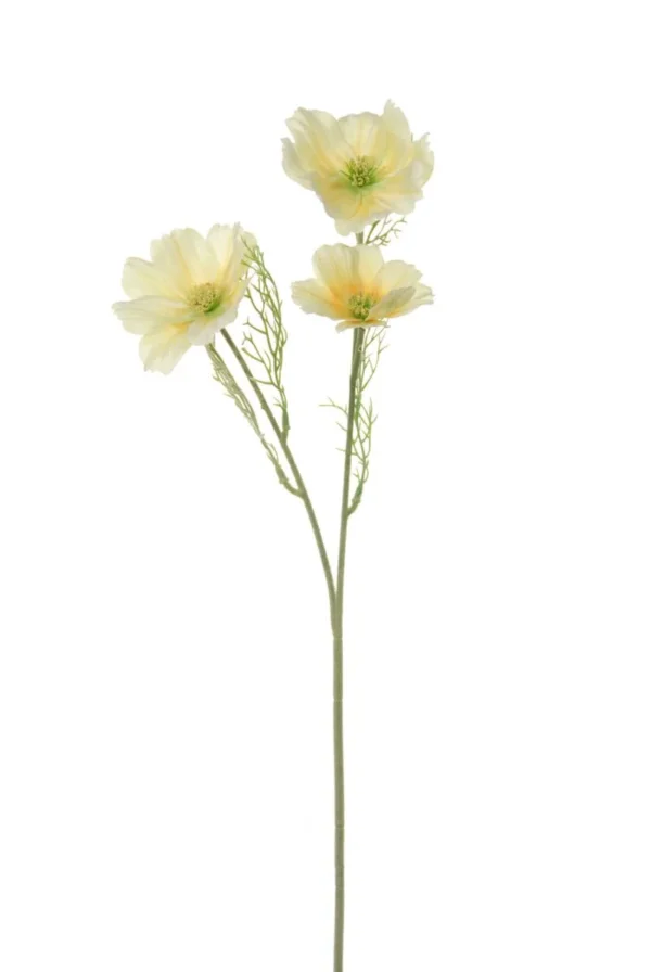 Cosmos - Afbeelding 2