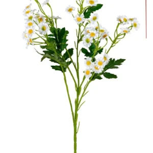 Margrietjes