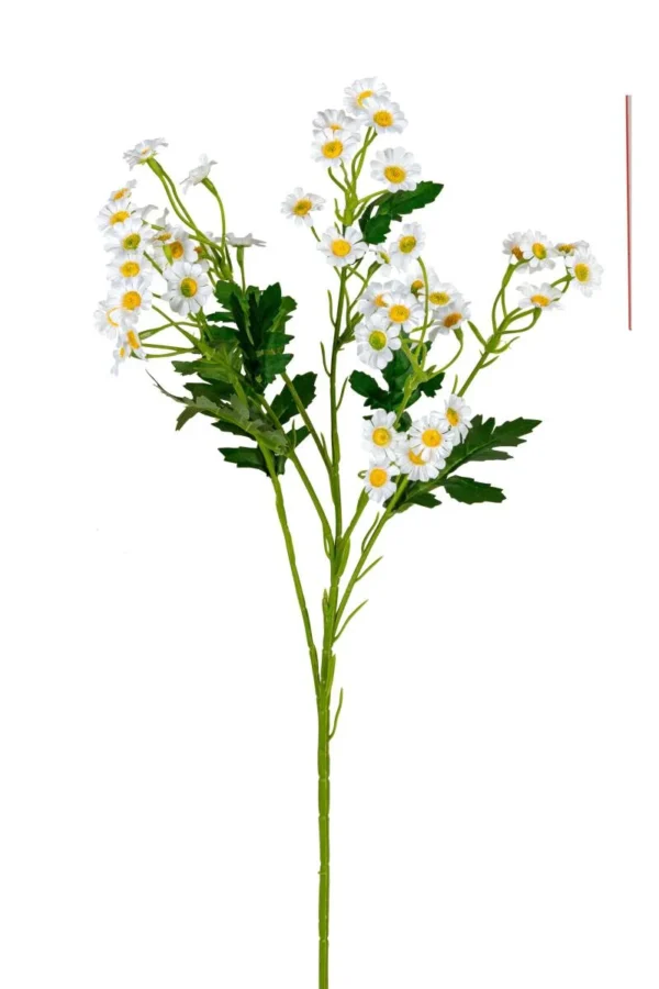 Margrietjes
