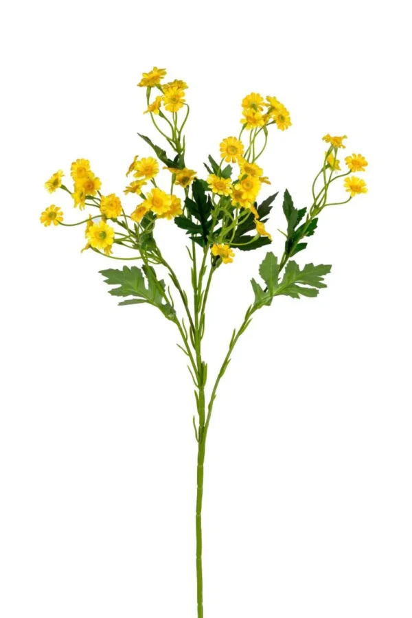 Margrietjes - Afbeelding 3