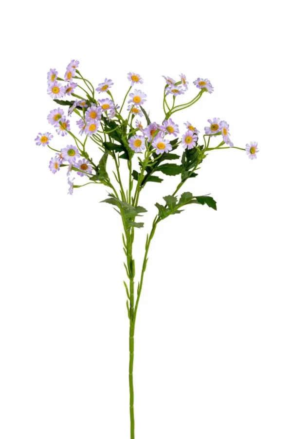 Margrietjes - Afbeelding 2