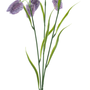 Kievitsbloem 60 cm