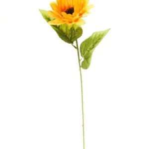 Zonnebloem