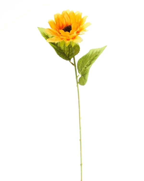 Zonnebloem