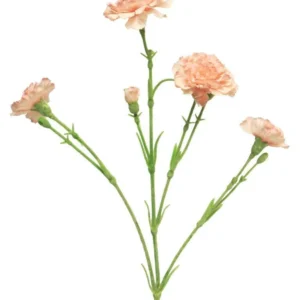 Dianthus