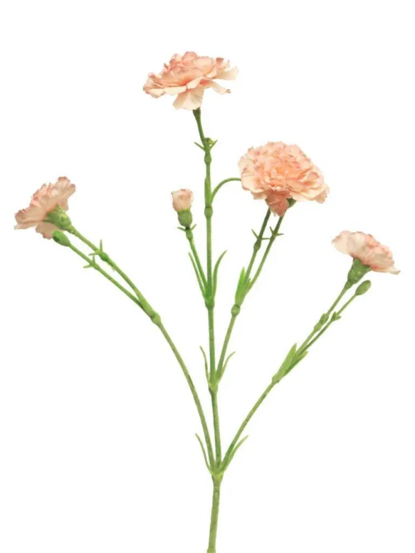 Dianthus