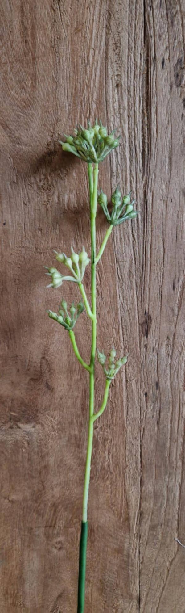 tak eucalyptus knopjes