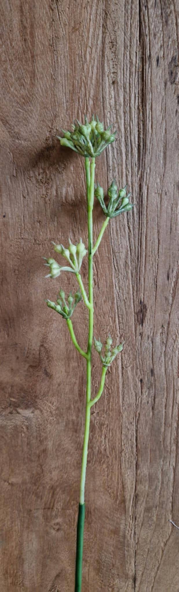 tak eucalyptus knopjes