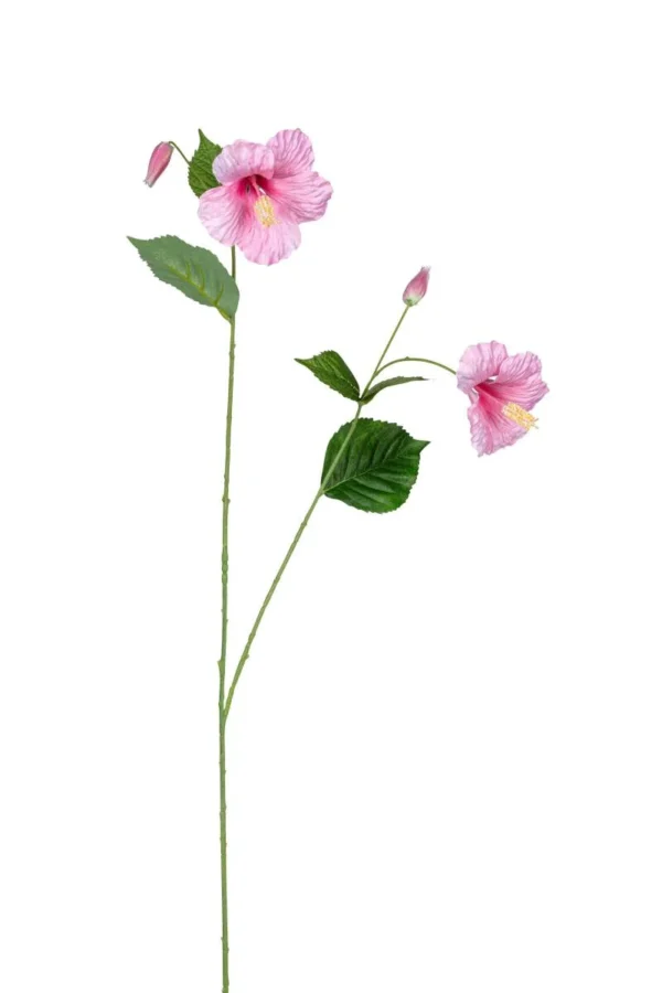 Hibiscus - Afbeelding 2