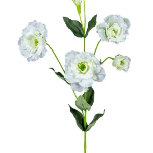 Lisianthus