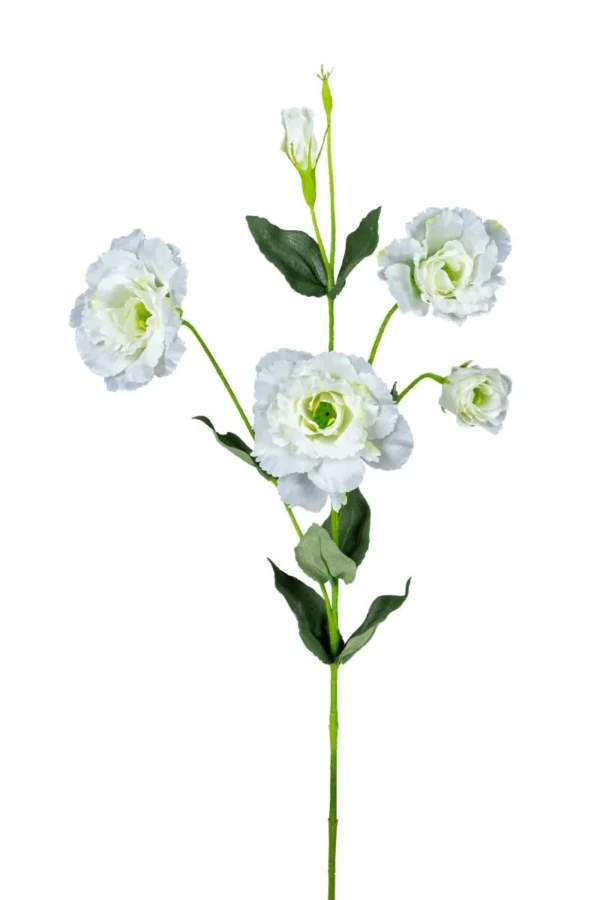 Lisianthus
