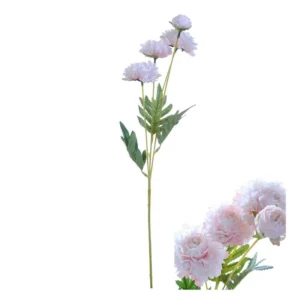 Zinnia